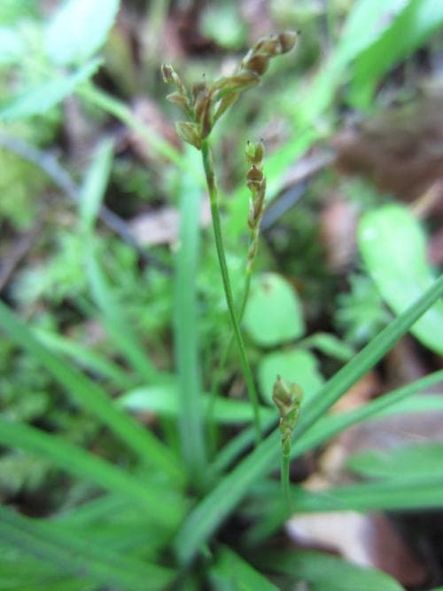 fågelstarr Carex ornithopoda