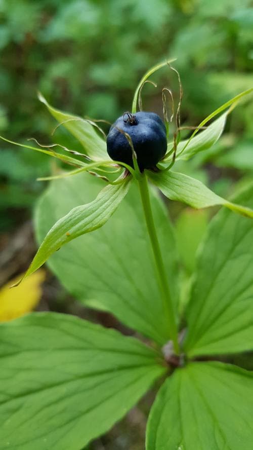 ormbär Paris quadrifolia