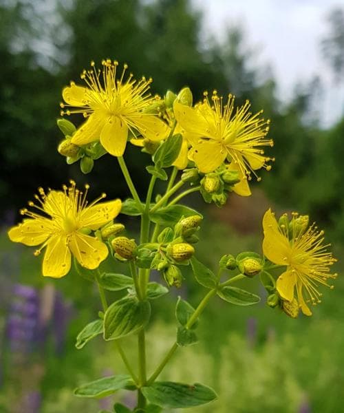 fyrkantig johannesört Hypericum maculatum