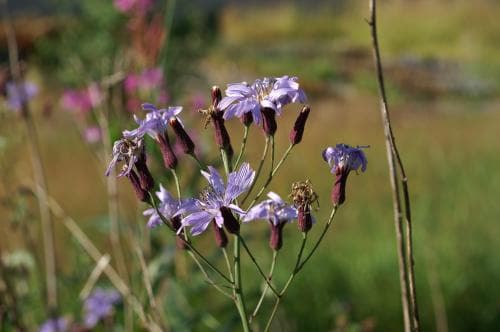 älvsallat Lactuca sibirica
