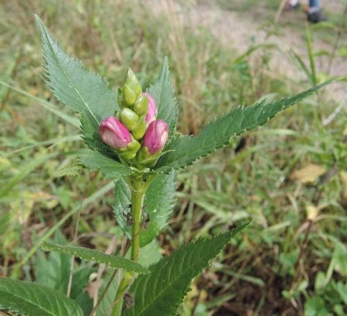 lila sköldpaddsört Chelone obliqua