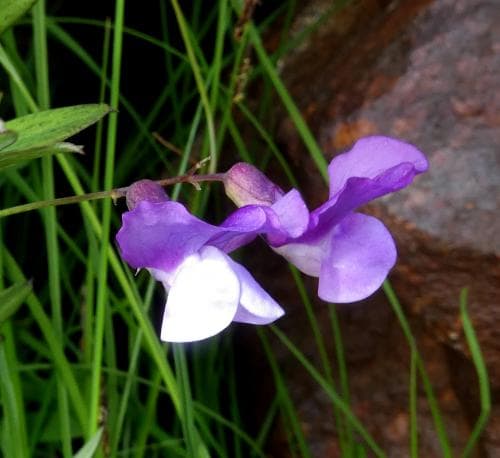 kärrvial Lathyrus palustris