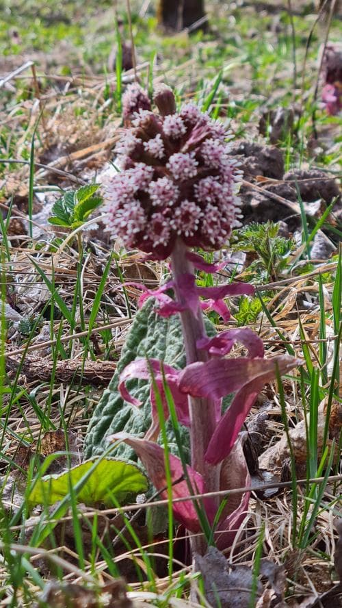 pestskråp Petasites hybridus