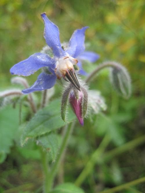 gurkört Borago officinalis