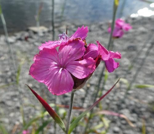 brödranejlika Dianthus carthusianorum