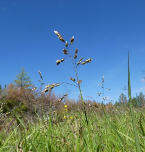 strandmyskgräs Hierochloë odorata subsp. baltica