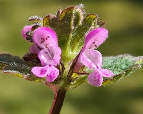 rödplister Lamium purpureum