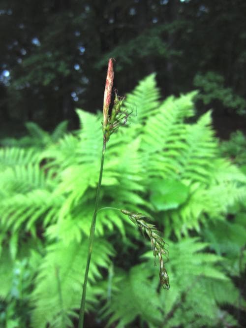 skogsstarr Carex sylvatica
