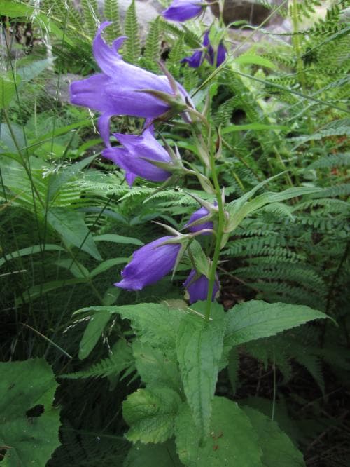 vanlig hässleklocka Campanula latifolia var. latifolia