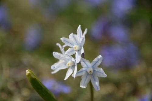 porslinshyacint Puschkinia scilloides