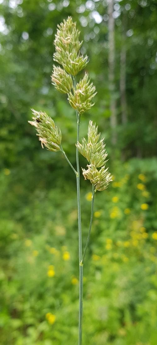 hundäxing Dactylis glomerata