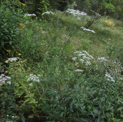 rotkörvel Chaerophyllum bulbosum