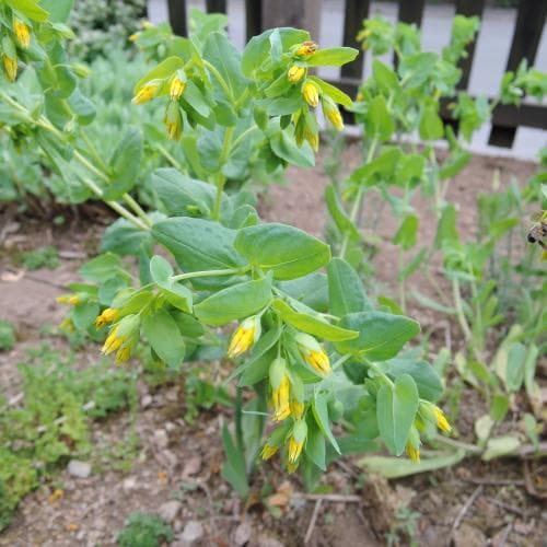 liten vaxblomma Cerinthe minor