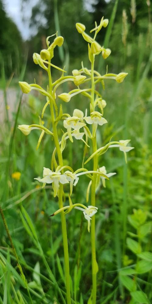 grönvit nattviol Platanthera chlorantha