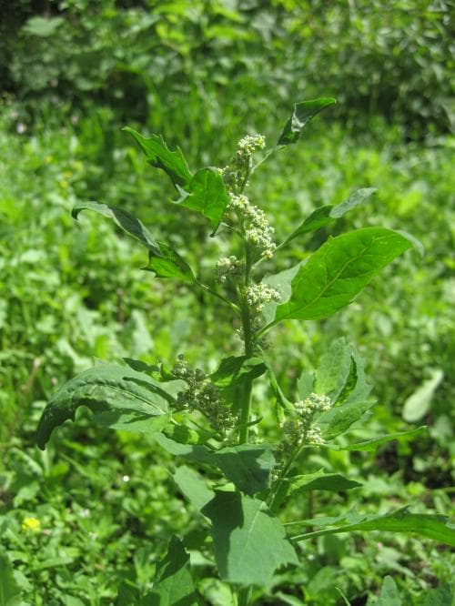vanlig svinmålla Chenopodium album var. album