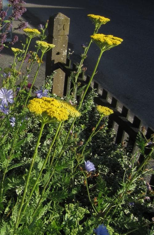 praktröllika Achillea filipendulina