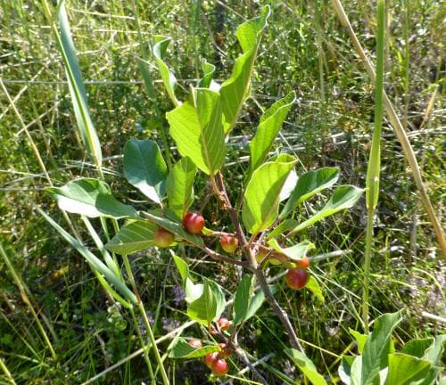 brakved Frangula alnus