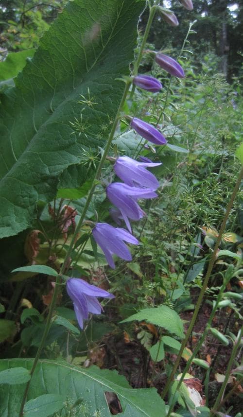 knölklocka Campanula rapunculoides