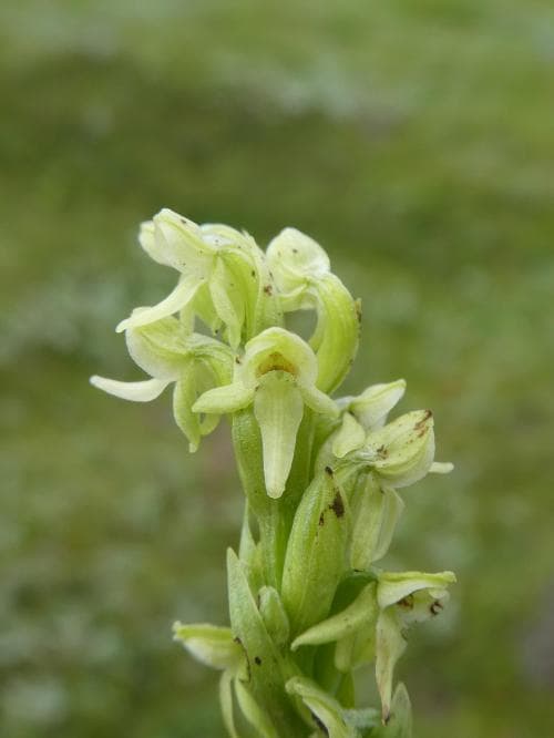 grönlandsyxne Platanthera hyperborea