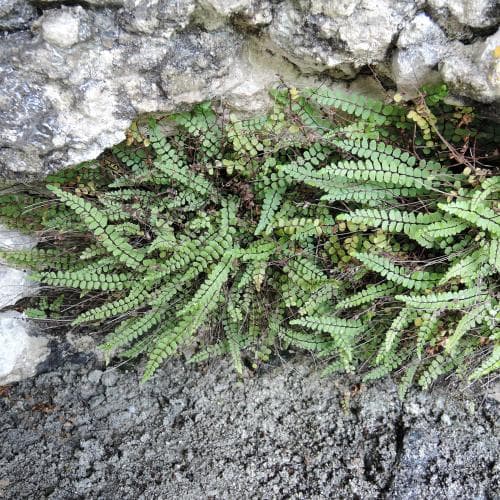 kalksvartbräken Asplenium trichomanes subsp. quadrivalens