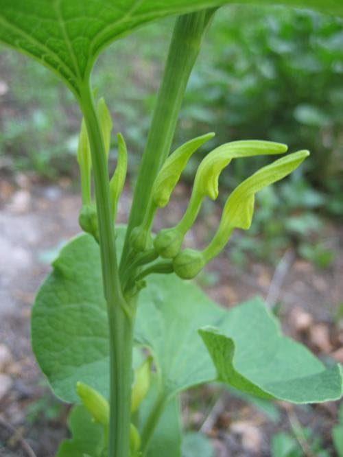 hålrot Aristolochia clematitis