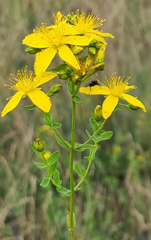 äkta johannesört Hypericum perforatum