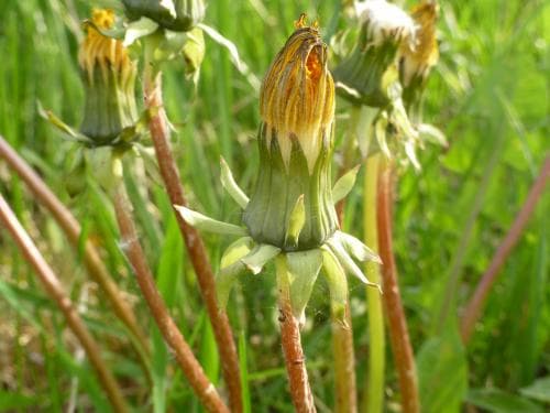 Puolannes maskros Taraxacum puolannei