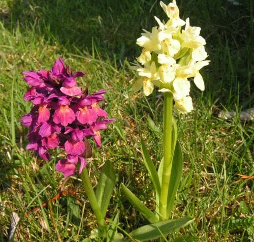 Adam och Eva Dactylorhiza sambucina