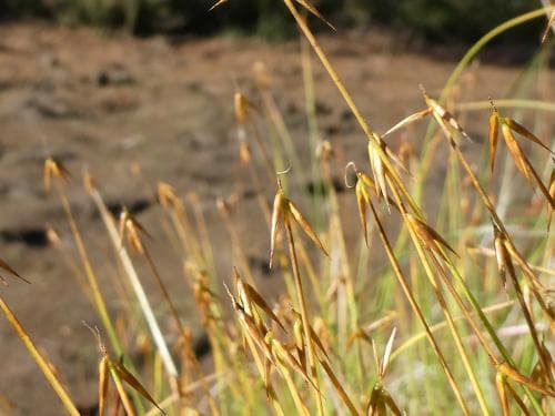 taggstarr Carex pauciflora
