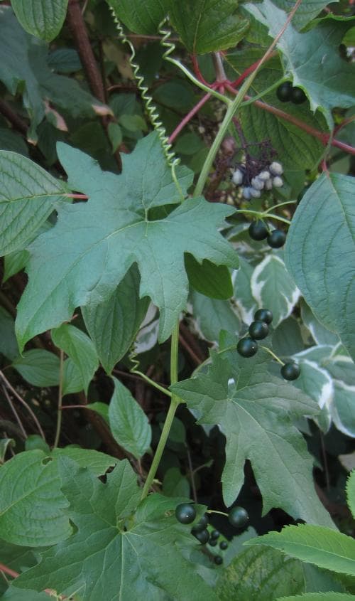 svart hundrova Bryonia alba