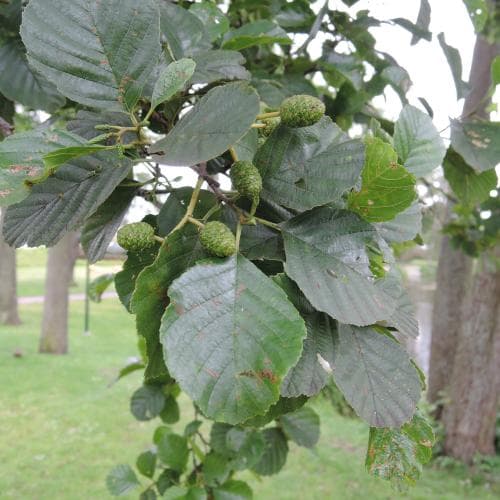 klibbal Alnus glutinosa