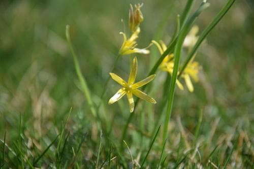 ängsvårlök Gagea pratensis