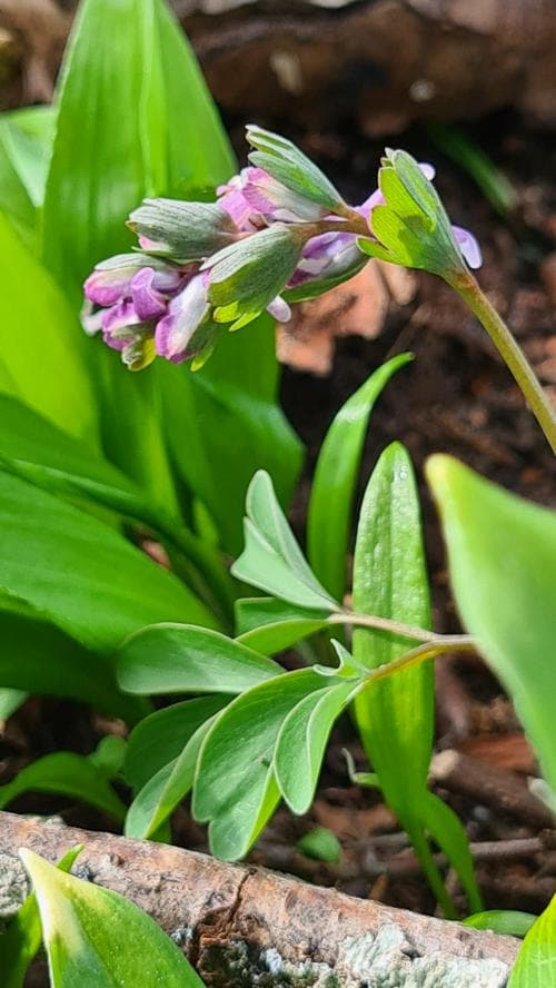 sloknunneört Corydalis pumila