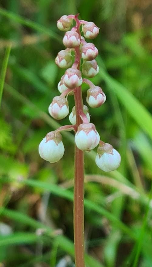 klotpyrola Pyrola minor