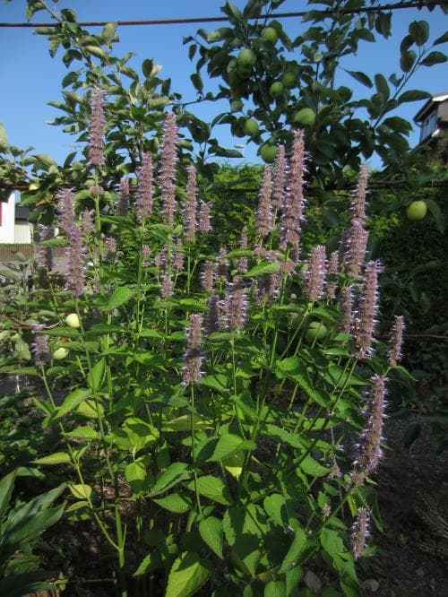 koreansk anisisop Agastache rugosa