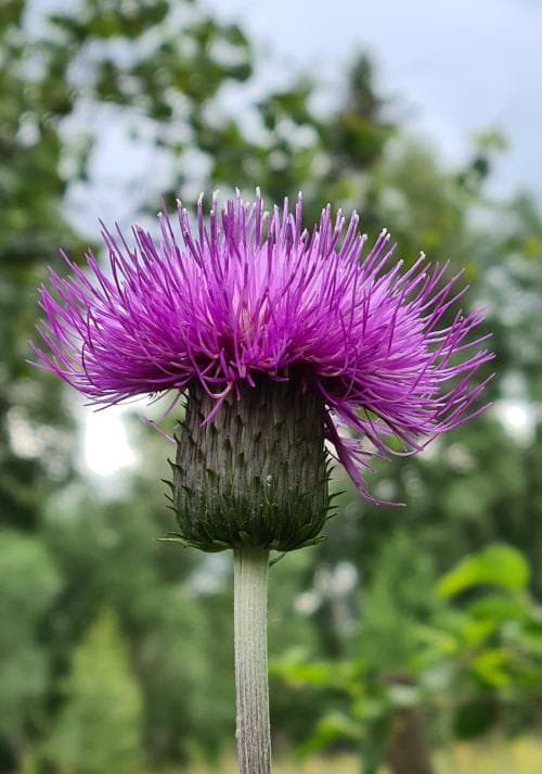 brudborste Cirsium heterophyllum