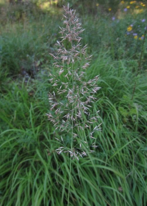 piggrör Calamagrostis varia