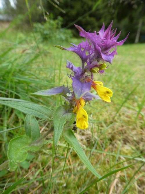 natt och dag Melampyrum nemorosum