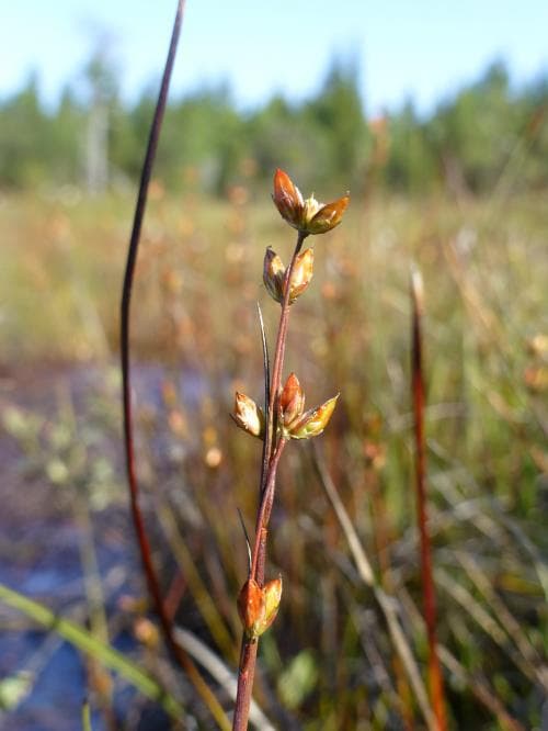 dytåg Juncus stygius