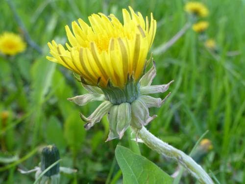 skålmaskros Taraxacum floccosum