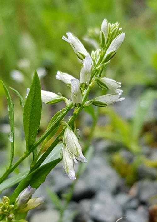 vanligt jungfrulin Polygala vulgaris var. vulgaris
