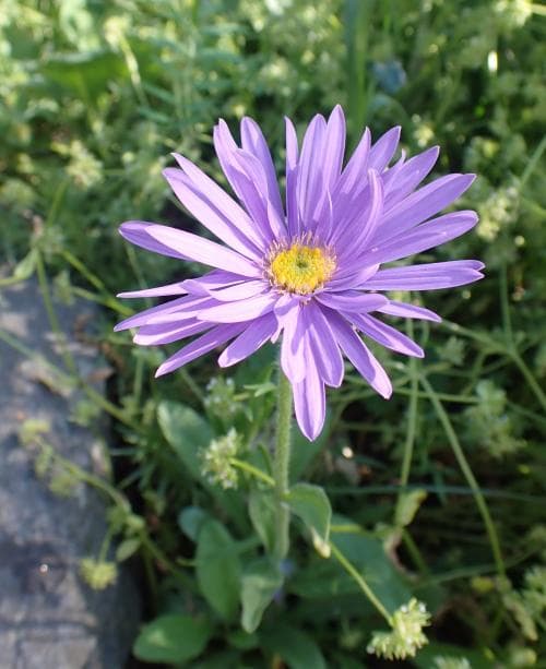 alpaster Aster alpinus