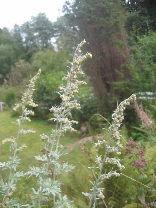 malört Artemisia absinthium