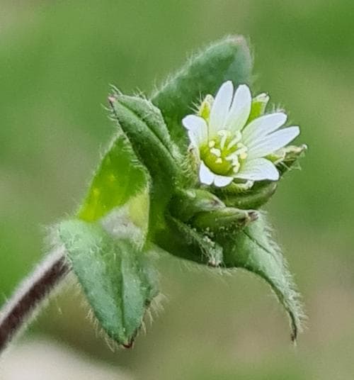 hårig hönsarv Cerastium fontanum var. vulgare