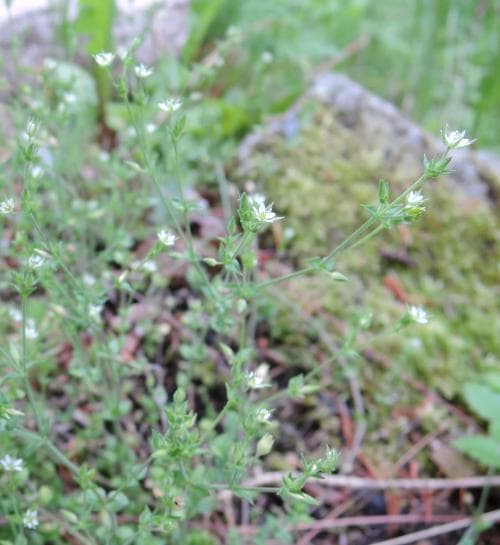 vanlig sandnarv Arenaria serpyllifolia subsp. serpyllifolia