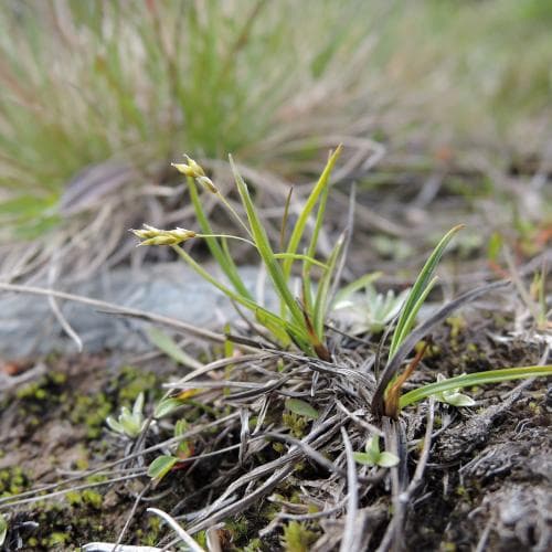 äkta hårstarr Carex capillaris subsp. capillaris