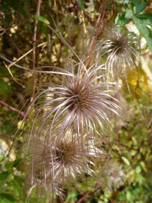 sibirisk klematis Clematis alpina subsp. sibirica