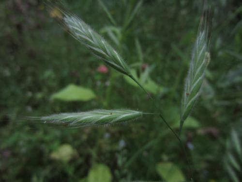 skruvlosta Bromus lanceolatus