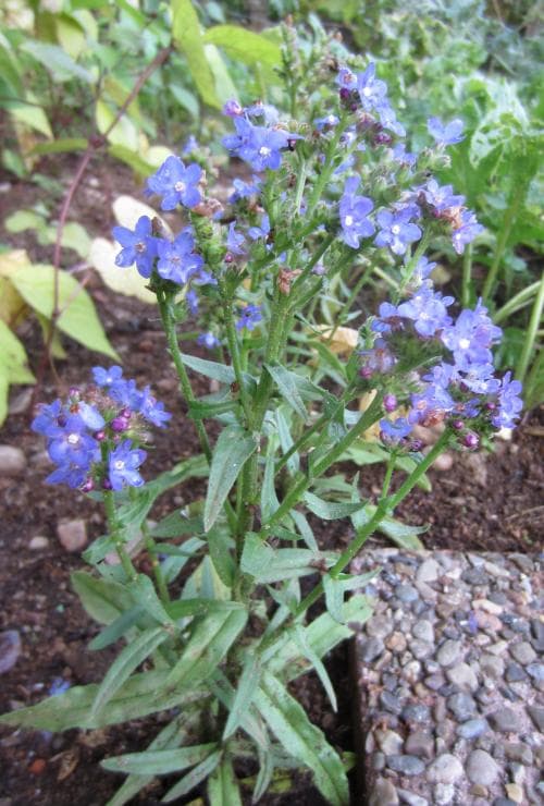afrikansk oxtunga Anchusa capensis
