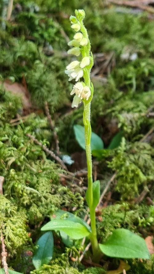 knärot Goodyera repens